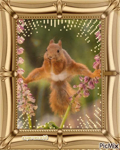 Le sport chez les écureuils - Gratis animerad GIF