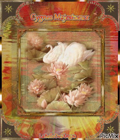 Cygnes Majestueux - Gratis geanimeerde GIF