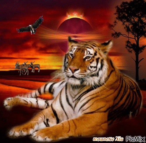 les tigres - GIF animé gratuit