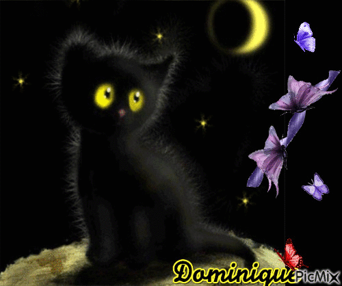 chaton noir - Free animated GIF