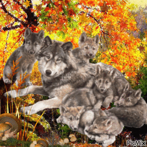 Meute de loups - GIF animado gratis