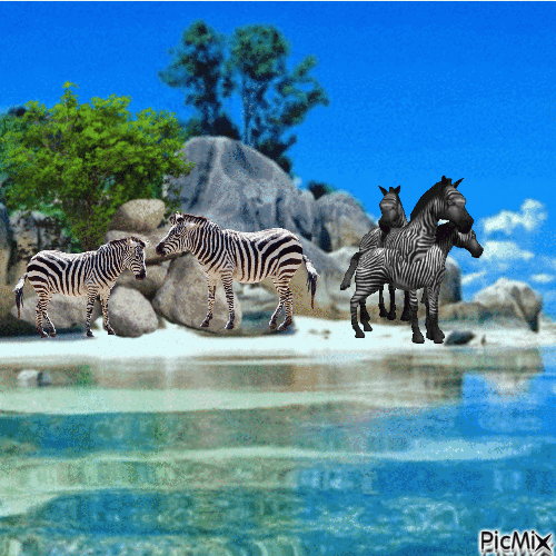 zebras - Free animated GIF