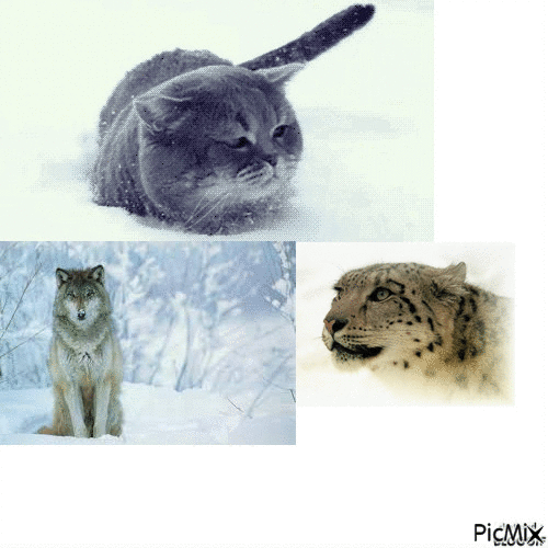 neige - Ilmainen animoitu GIF
