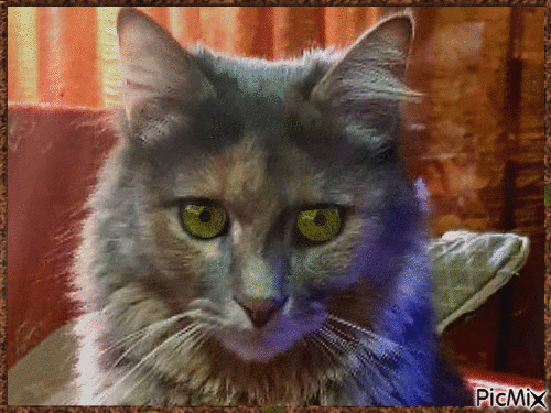 Amazing Cat - Ilmainen animoitu GIF