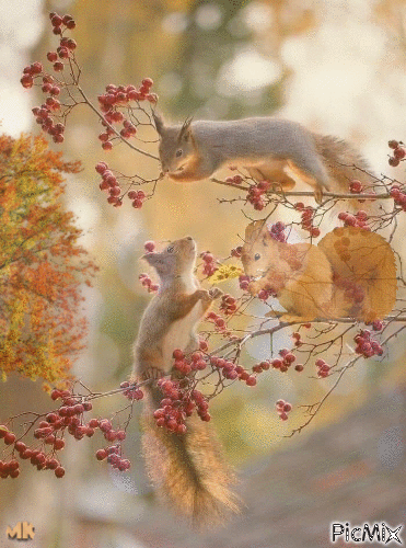 Tres ardillas en las ramas - 無料のアニメーション GIF