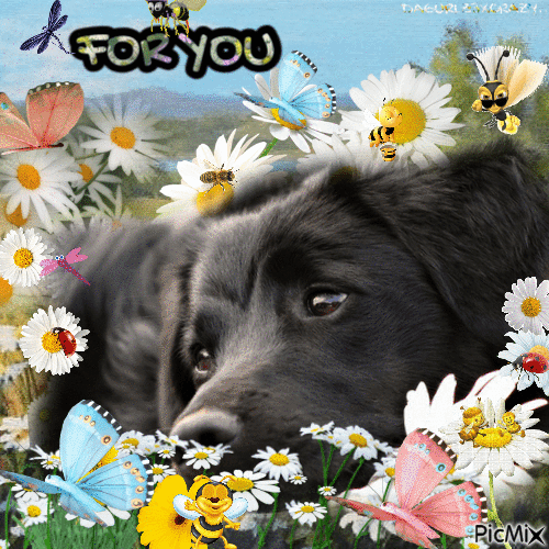 PUPPY WITH DAISY - GIF animate gratis