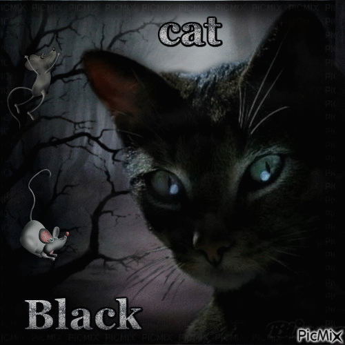 BLACK CAT - GIF animé gratuit