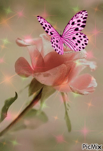 rose et papillon - Free animated GIF