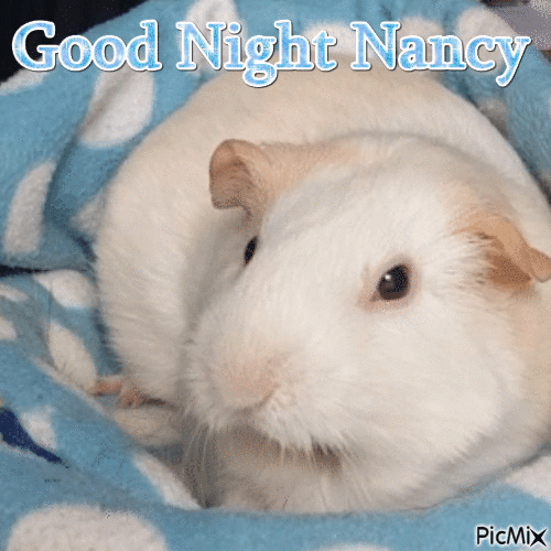 Good Night Guinea Pig - Bezmaksas animēts GIF