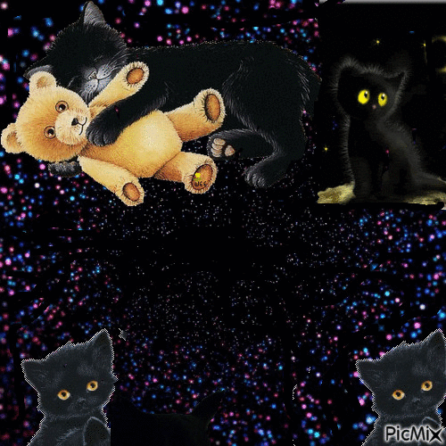 Cats - Free animated GIF