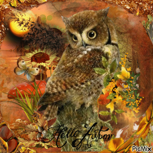 autumn owl - GIF animasi gratis