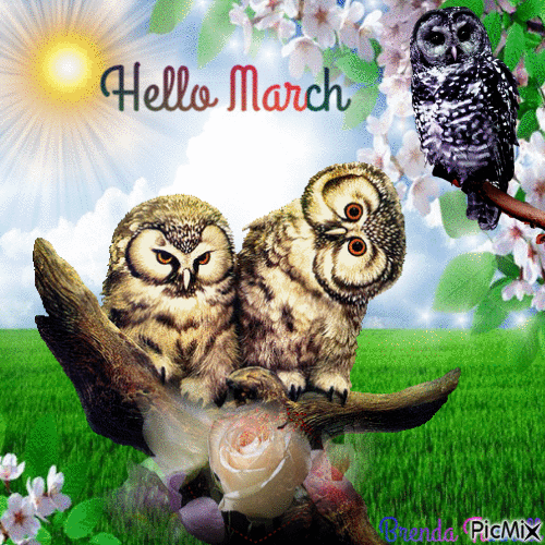 MARCH OWL - GIF animé gratuit