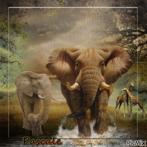 Nature ..7 (les éléphants) ne notez pas si vous n'aimez pas ...merci..! - Zdarma animovaný GIF