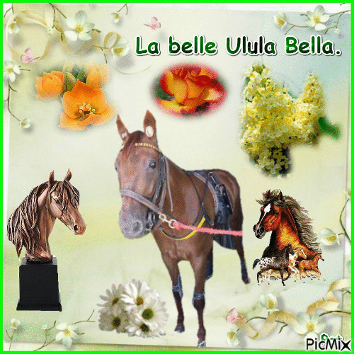 La championne Ulula Bella. - GIF animate gratis