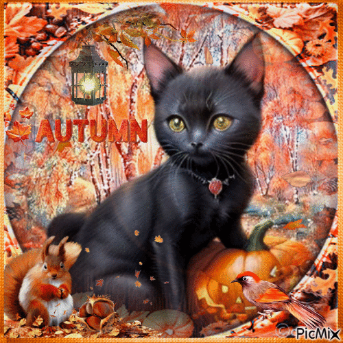 Fall black cat - Gratis animerad GIF