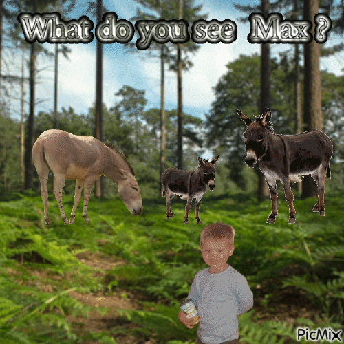 Max donkeys - GIF animado grátis