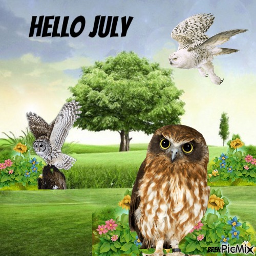 July owl - gratis png