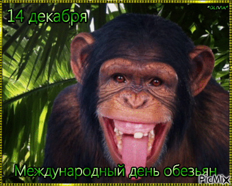 14 декабря Международный день обезьян - GIF เคลื่อนไหวฟรี