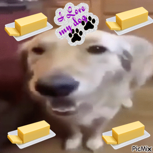 a moment with butter dog - GIF animasi gratis