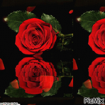 Rose Rouge - Nemokamas animacinis gif