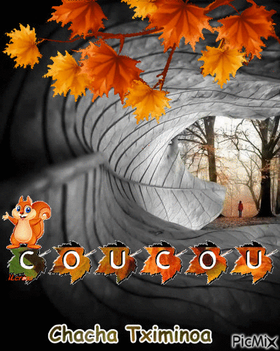Coucou - Δωρεάν κινούμενο GIF