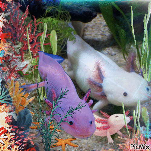 Axolotls et fleurs - Gratis animerad GIF