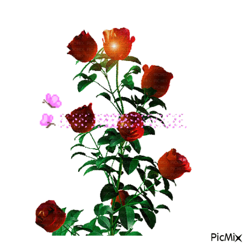 Roses - Nemokamas animacinis gif