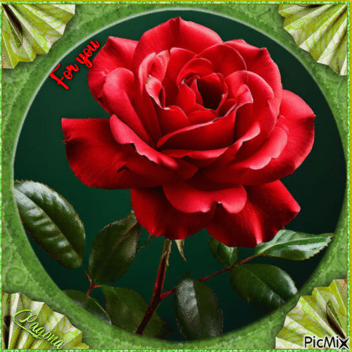 The American rose - Free animated GIF