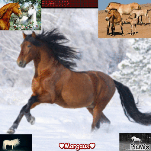 les chevaux - Бесплатный анимированный гифка
