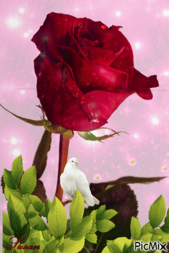 Rosa - Zdarma animovaný GIF