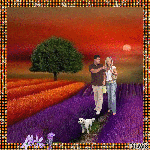 evening walk through the lavender fields - Безплатен анимиран GIF