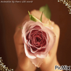 Pink Rose Blooming - GIF เคลื่อนไหวฟรี