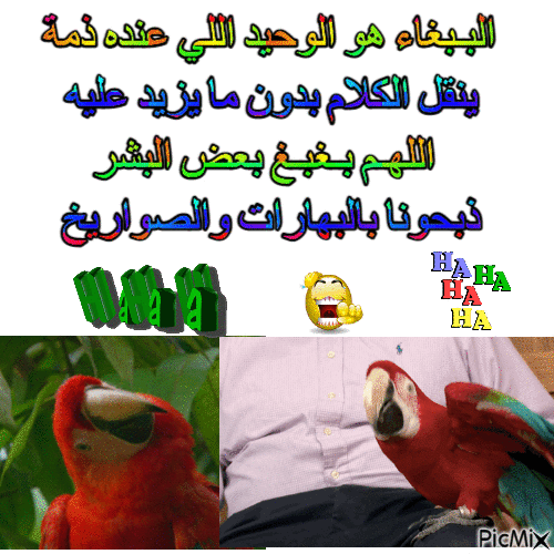 البـبغاء هو الوحيد اللي عنده ذمة - Animovaný GIF zadarmo