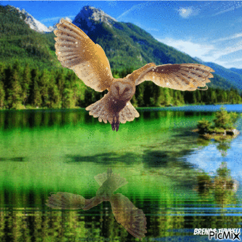 owl - Bezmaksas animēts GIF