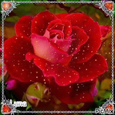 rosa da maninha - Ingyenes animált GIF