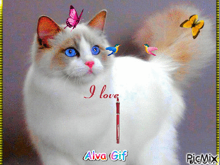 the cat - Ilmainen animoitu GIF