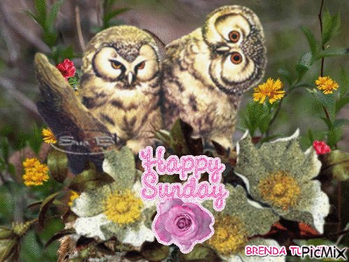 HAPPY SUNDAY OWLS - Gratis animerad GIF