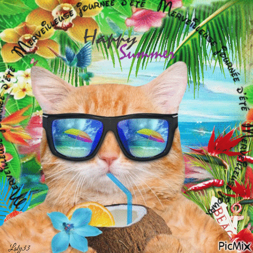 chat en été - GIF animado grátis