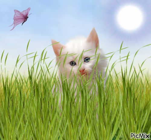 Chaton - 免费PNG