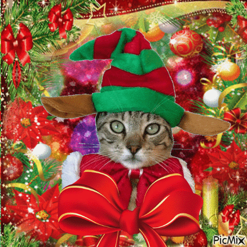 Funny Christmas Cat - Zdarma animovaný GIF