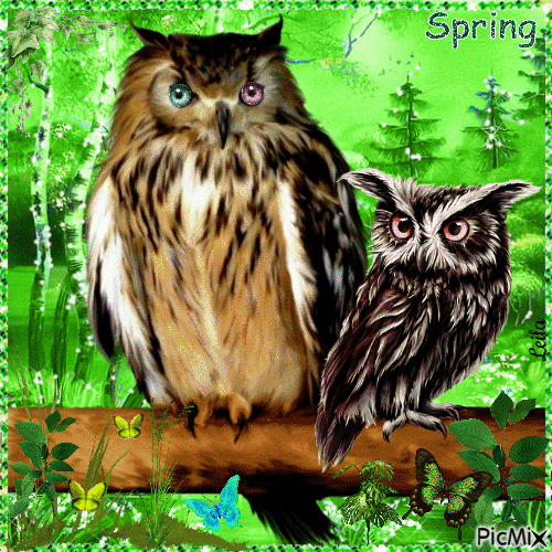 Owl. Spring - GIF เคลื่อนไหวฟรี