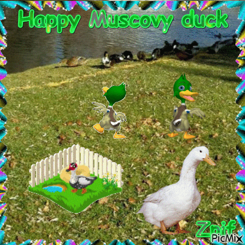 Happy Muscovy duck - 無料のアニメーション GIF