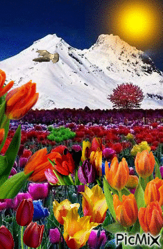 Campo de tulipanes - 無料のアニメーション GIF