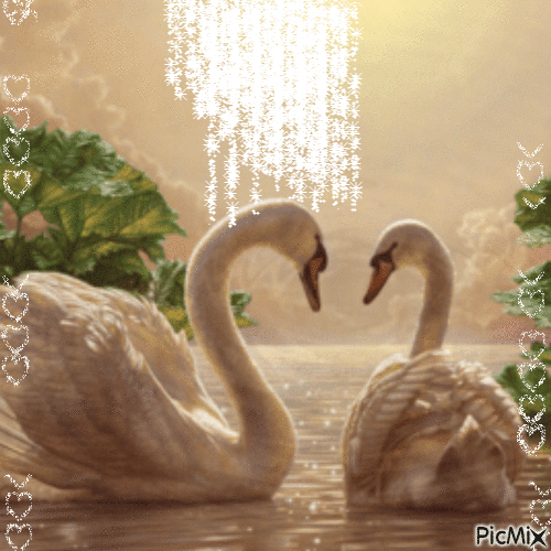 The magic swan lake - GIF animado gratis