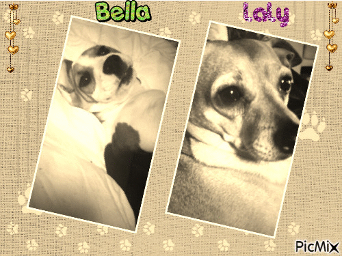 mes chien (laly) est ( bella) - Gratis geanimeerde GIF