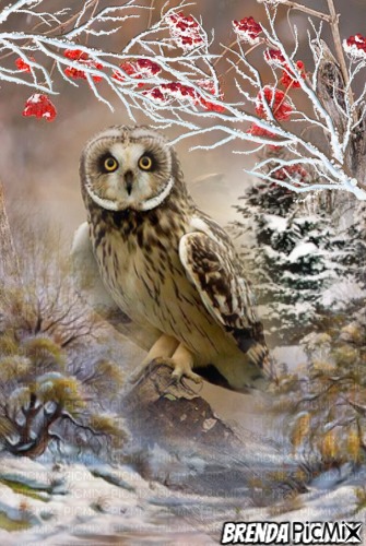 winter owl - png gratuito