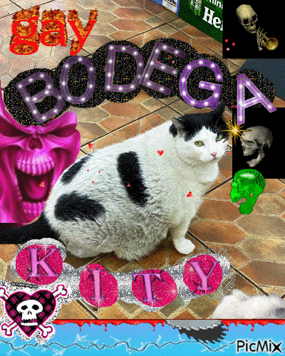 Gay Bodega Kity - 無料のアニメーション GIF