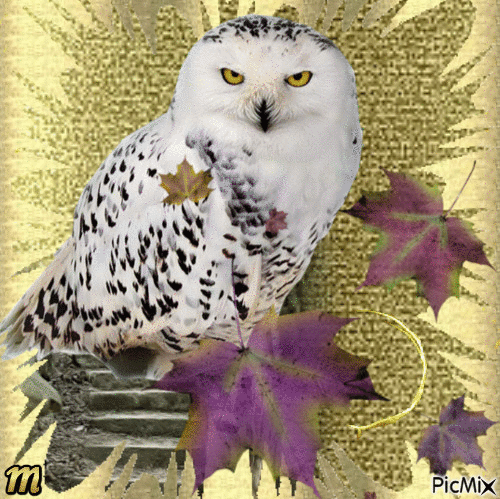 Owl symbol of wisdom - GIF animé gratuit