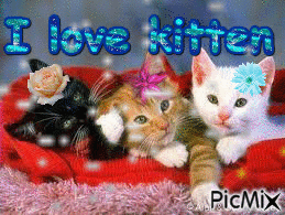 Love les 3 chatons - GIF animado gratis