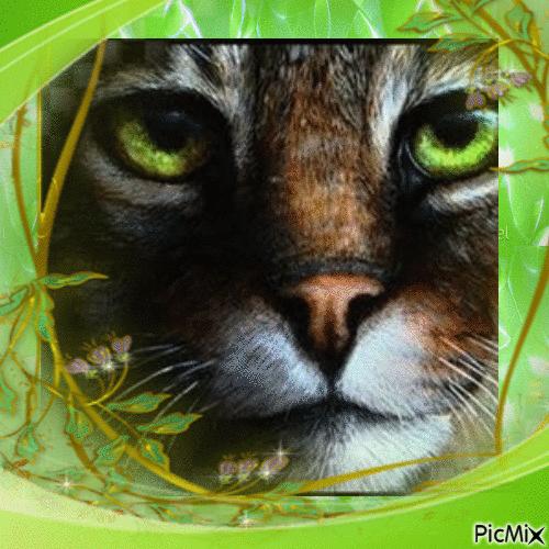 Chat aux yeux verts - Бесплатный анимированный гифка